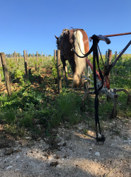 Traction animale dans les vignes - photo 7