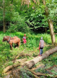 Débardage en forêt - photo 3