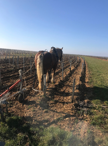 Traction animale dans les vignes - photo 1