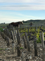 Traction animale dans les vignes - photo 3