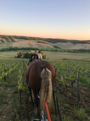 Traction animale dans les vignes - photo 4