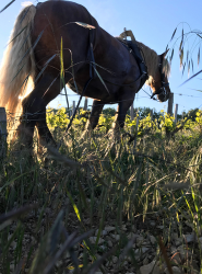 Traction animale dans les vignes - photo 5