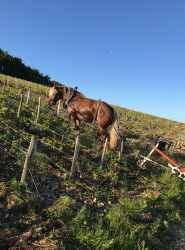Traction animale dans les vignes - photo 6