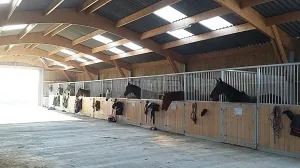 Écurie - chevaux